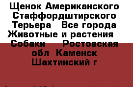 Щенок Американского Стаффордштирского Терьера - Все города Животные и растения » Собаки   . Ростовская обл.,Каменск-Шахтинский г.